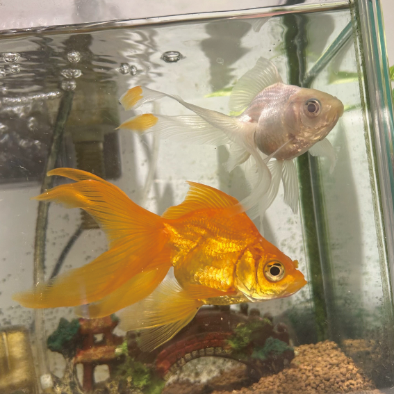 整骨院で生き物を飼う